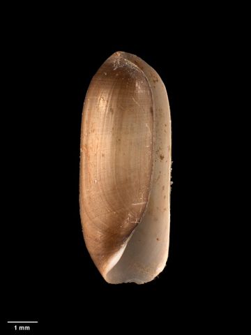 To Museum of New Zealand Te Papa (M.009792; Volvulella truncata Dell, 1956; holotype)