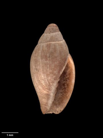 To Museum of New Zealand Te Papa (M.001737; Vulpecula (Pusia) hedleyi Murdoch, 1905; holotype)