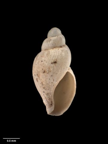 To Museum of New Zealand Te Papa (M.008846; Xanthodaphne maoria Dell, 1956; holotype)