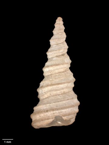 To Museum of New Zealand Te Papa (M.011387; Zeacolpus (Stiracolpus) knoxi tardior Marwick, 1957; holotype)