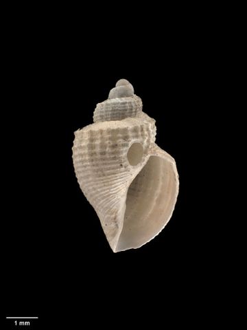 To Museum of New Zealand Te Papa (M.009239; Admete otagoensis (Dell, 1956); holotype)