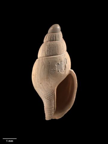 To Museum of New Zealand Te Papa (M.015008; Zemitrella circumcincta Dell, 1962; holotype)