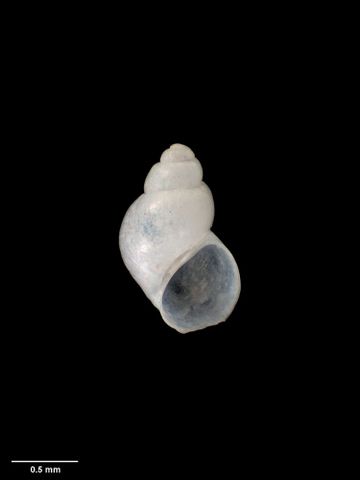 To Museum of New Zealand Te Papa (M.020249; Zeradina poutama E.C. Smith, 1962; holotype)