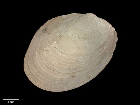 To Museum of New Zealand Te Papa (M.009241; Austrosarepta benthicola Dell, 1956; holotype)