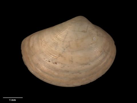To Museum of New Zealand Te Papa (M.009760; Austrotindaria flemingi Dell, 1956; holotype)