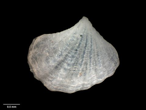 To Museum of New Zealand Te Papa (M.018484; Carditella delli Crozier, 1966; holotype)