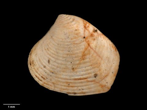 To Museum of New Zealand Te Papa (M.001847; Chattonia animula Marwick, 1929; holotype)