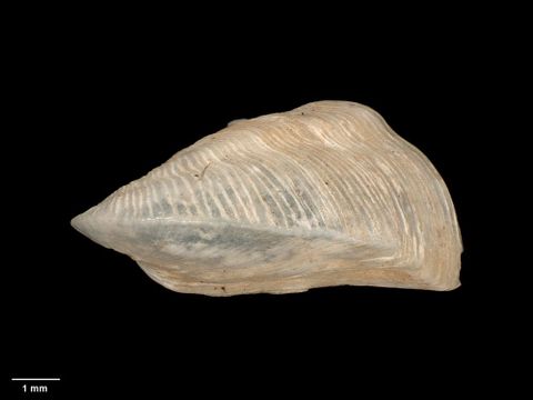 To Museum of New Zealand Te Papa (M.018488; Corculum inexpectatum Crozier, 1966; holotype)
