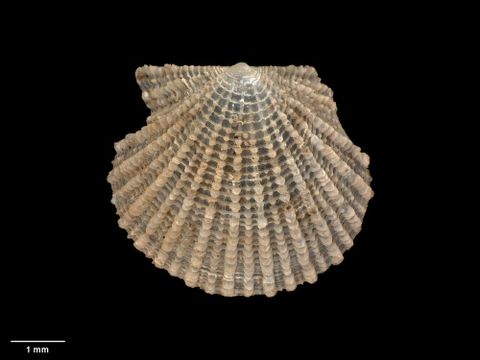 To Museum of New Zealand Te Papa (M.001860; Cyclochlamys secundus Finlay, 1926; holotype)
