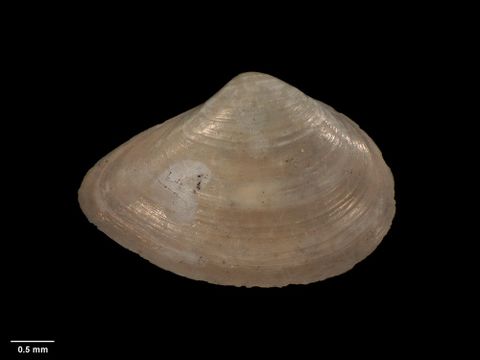 To Museum of New Zealand Te Papa (M.009758; Jupiteria wolffi Dell, 1956; holotype)