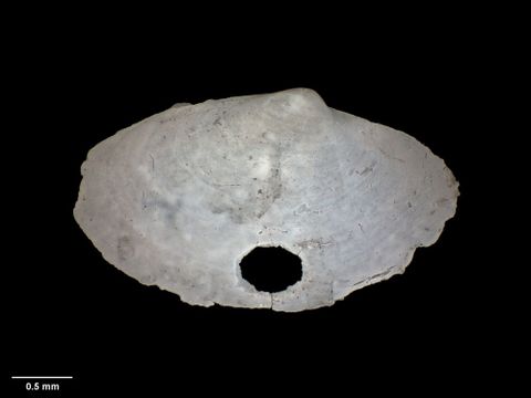 To Museum of New Zealand Te Papa (M.005547; Ledella librata Dell, 1952; holotype)