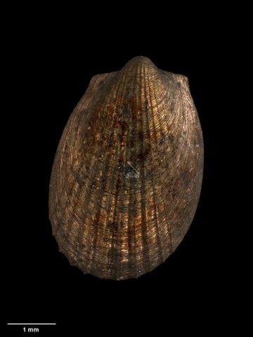 To Museum of New Zealand Te Papa (M.226927; Limatula acherontis Fleming, 1978; holotype)