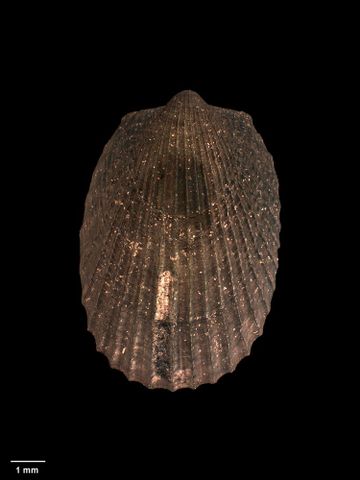 To Museum of New Zealand Te Papa (M.226931; Limatula (Limatuletta) japonica spinulosa C.A. Fleming, 1978; holotype)