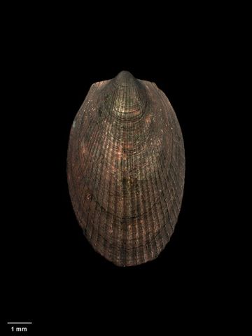 To Museum of New Zealand Te Papa (M.058356; Limatula (Limatula) powelli powelli Fleming, 1978; holotype)