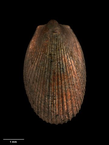 To Museum of New Zealand Te Papa (M.226928; Limatula (Limatula) powelli raoulica C.A. Fleming, 1978; holotype)