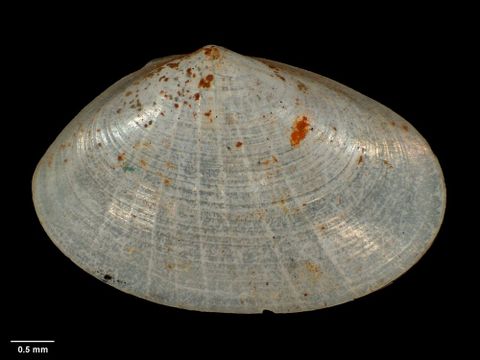 To Museum of New Zealand Te Papa (M.021771; Montacuta (Tellimya) vitrea aupouria Ponder, 1968; holotype)