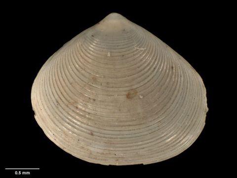 To Museum of New Zealand Te Papa (M.009754; Notolepton triangulare Dell, 1956; holotype)