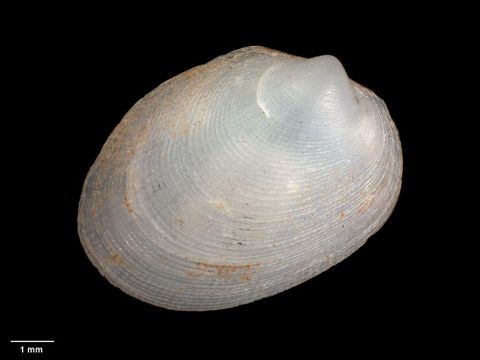 To Museum of New Zealand Te Papa (M.018480; Pectunculina proceritas Crozier, 1966; holotype)