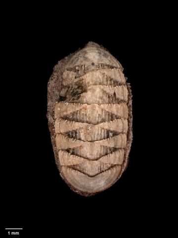 To Museum of New Zealand Te Papa (M.000267; Callochiton kapitiensis Mestayer, 1926; holotype)