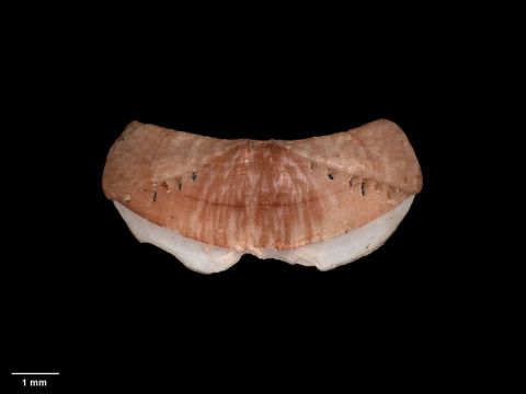 To Museum of New Zealand Te Papa (M.003975; Icoplax subeudoxus Iredale & Hull, 1930; holotype)