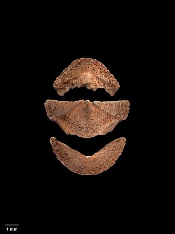 To Museum of New Zealand Te Papa (M.001355; Rhyssoplax allanthomsoni Mestayer, 1929; holotype)
