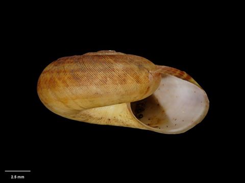 To Museum of New Zealand Te Papa (M.001754; Amphidoxa lavinia Hutton, 1883; syntype)