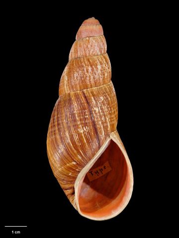 To Museum of New Zealand Te Papa (M.125208; Placostylus bollonsi Suter, 1908; holotype)