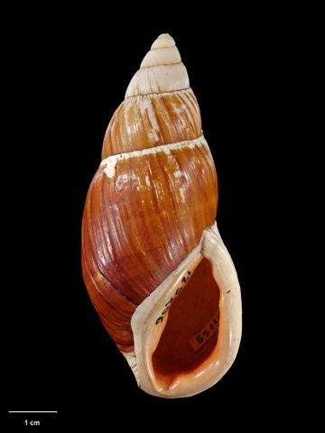 To Museum of New Zealand Te Papa (M.125206; Placostylus hongii ambagiosus Suter, 1907; lectotype)