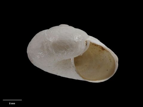 To Museum of New Zealand Te Papa (M.001752; Rhytida spelaea Powell, 1933; holotype)