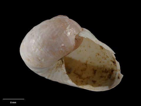 To Museum of New Zealand Te Papa (M.005720; Rhytida yaldwyni Dell, 1955; holotype)