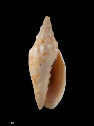 To Museum of New Zealand Te Papa (M.008832; Alcithoe (Leporemax) fusus haurakiensis Dell, 1956; holotype)