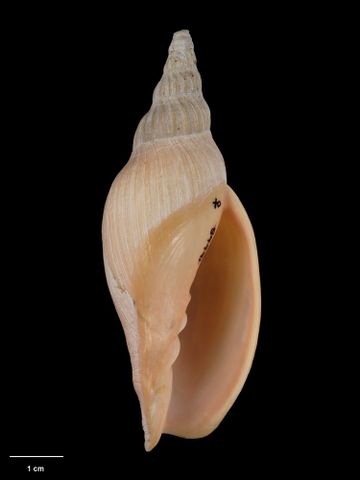 To Museum of New Zealand Te Papa (M.160709; Alcithoe pseudolutea Bail & Limpus, 2006; holotype)
