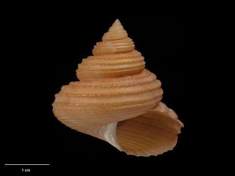 To Museum of New Zealand Te Papa (M.080434; Calliostoma antipodense B. Marshall, 1995; holotype)