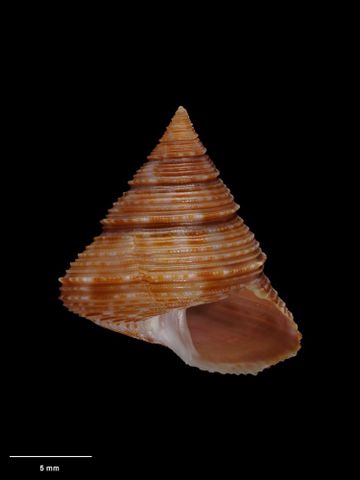To Museum of New Zealand Te Papa (M.230818; Calliostoma gendalli B. Marshall, 1979; holotype)