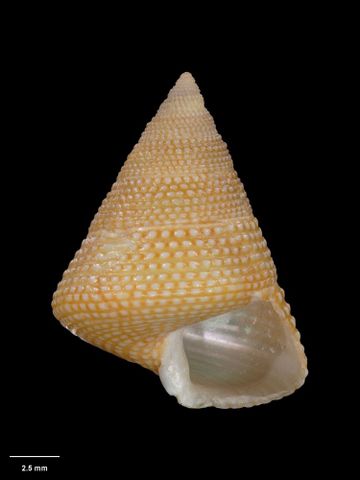 To Museum of New Zealand Te Papa (M.035456; Calliostoma gibbsorum B. Marshall, 1995; holotype)