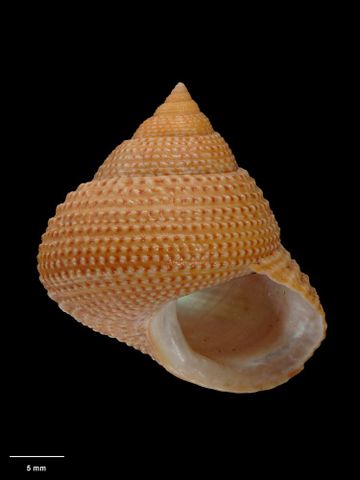 To Museum of New Zealand Te Papa (M.075141; Calliostoma jamiesoni B. Marshall, 1995; holotype)