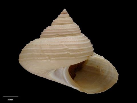 To Museum of New Zealand Te Papa (M.087449; Calliostoma maui B. Marshall, 1995; holotype)