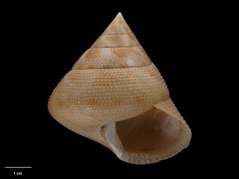 To Museum of New Zealand Te Papa (M.074817; Calliostoma penniketi B. Marshall, 1995; holotype)
