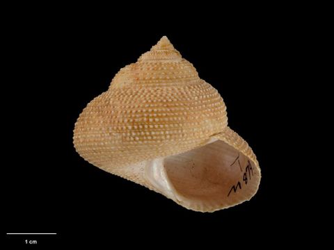 To Museum of New Zealand Te Papa (M.000879; Calliostoma (Mauriella) punctulatum stewartianum Oliver, 1926; holotype)