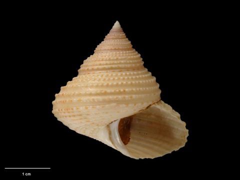 To Museum of New Zealand Te Papa (M.087450; Calliostoma simulans B. Marshall, 1994; holotype)