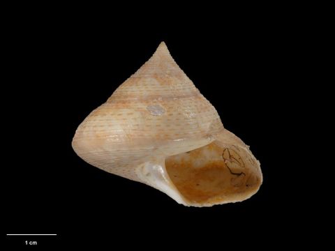 To Museum of New Zealand Te Papa (M.001603; Calliostoma (Calliotropis) waikanae Oliver, 1926; holotype)