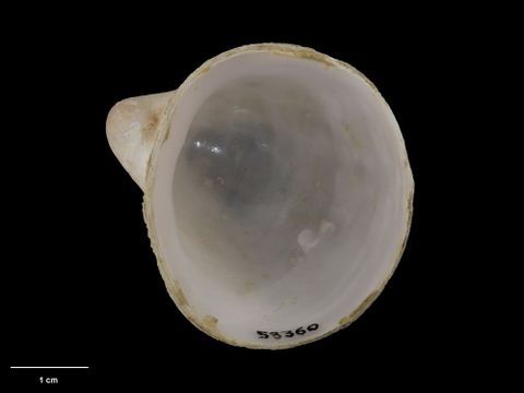 To Museum of New Zealand Te Papa (M.058360; Capulus novaezelandiae Dell, 1978; holotype)