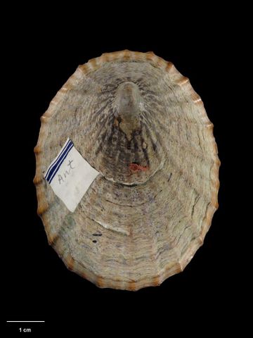 To Museum of New Zealand Te Papa (M.008560; Cellana strigilis bollonsi Powell, 1955; holotype)