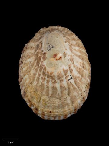To Museum of New Zealand Te Papa (M.008565; Cellana strigilis oliveri Powell, 1955; holotype)