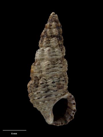 To Museum of New Zealand Te Papa (M.000144; Cerithium alternatum Hutton, 1873; holotype)