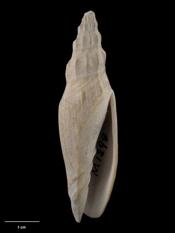 To Museum of New Zealand Te Papa (M.001298; Fulguraria (Alcithoe) hedleyi Murdoch & Suter, 1906; holotype)