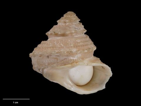 To Museum of New Zealand Te Papa (M.021297; Incilaster recens Dell, 1967; holotype)