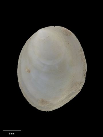 To Museum of New Zealand Te Papa (M.154760; Maoricrypta kopua B. Marshall, 2003; holotype)