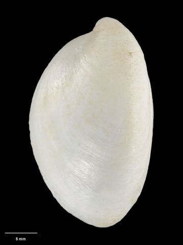 To Museum of New Zealand Te Papa (M.154157; Grandicrepidula collinae B. Marshall, 2003; holotype)
