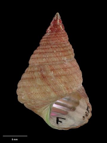 To Museum of New Zealand Te Papa (M.138237; Helix purpurea Gmelin, 1791; Trochus elegans Gmelin, 1791; Trochus rostratus Gmelin, 1791; neotype)